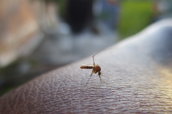 Cómo evito la picadura de mosquito