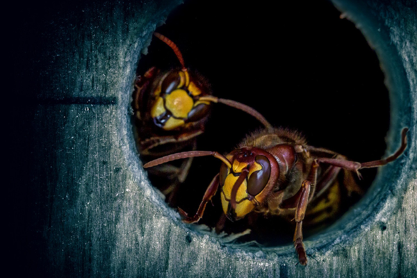Qué hacer ante la picadura de avispa. Dos ejemplares de este insecto dentro de un tronco.